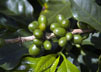 Green Coffee Berries thumbnail