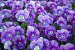 Blue Pansies thumbnail