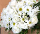 Bridal Flowers thumbnail