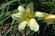 Lilium Canadense thumbnail