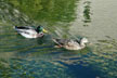 Mallard Ducks Swimming thumbnail