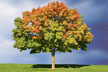 Maple Tree thumbnail