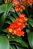 Clivia Miniata thumbnail