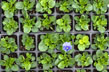 Pansy Plants thumbnail