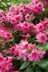 Pink Azalea thumbnail