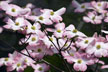 Pink Dogwood thumbnail