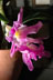 Cattleya Orchids thumbnail