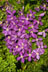 Purple Clematis thumbnail