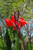 Canna Flowers thumbnail