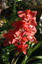 Cymbidium Orchid thumbnail