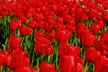 Red Tulips thumbnail