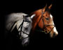 Dressage Horses thumbnail