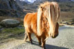 Welsh Pony thumbnail