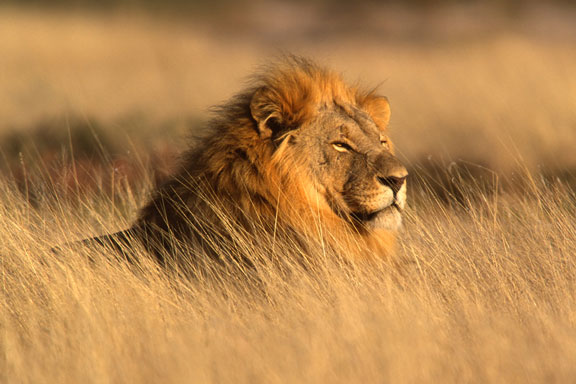 african lion in Namibia