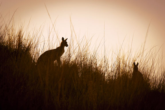 kangaroos in the australian outback