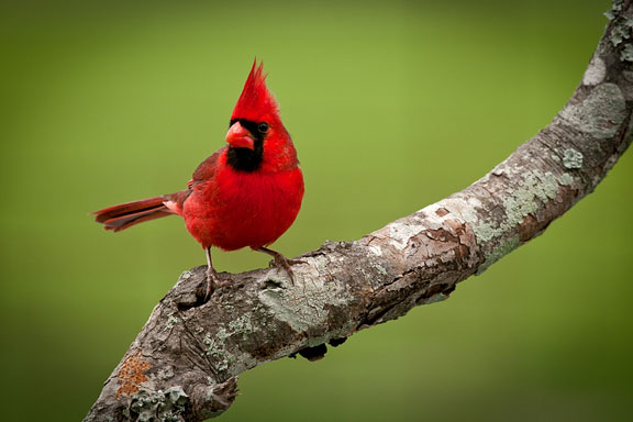 red cardinal on a branch