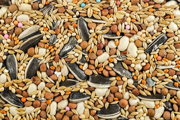 birdseed mix, including sunflower seeds