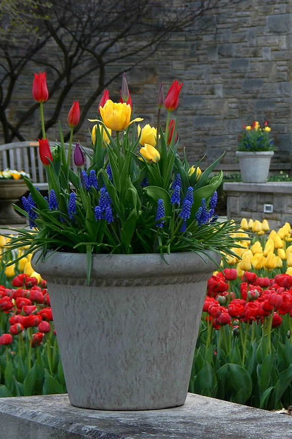 blooming tulips and hyacinths