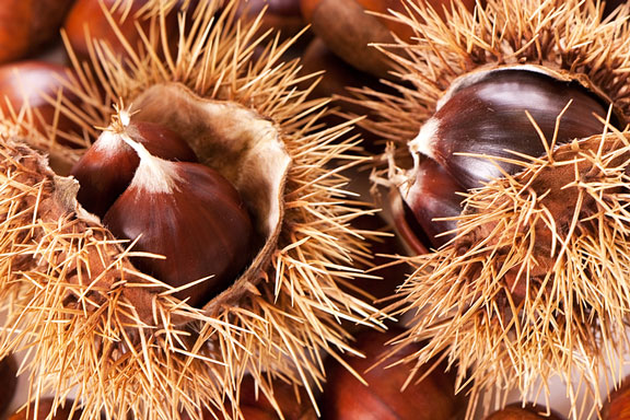 chestnut burs