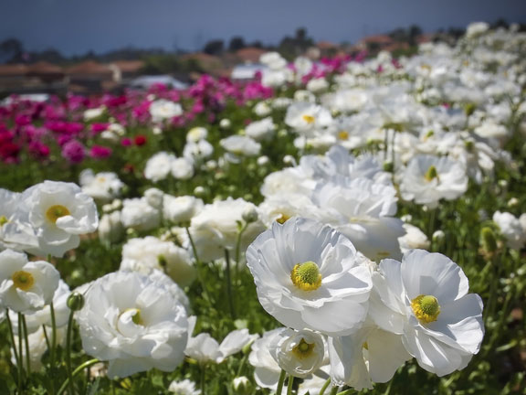 fields of flowers in San Diego County