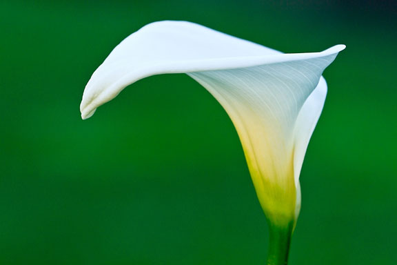 calla lily