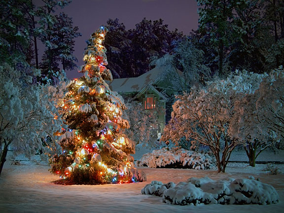 Christmas tree with multi-colored lights