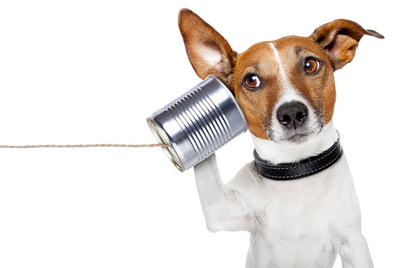 dog listening on a tin can telephone