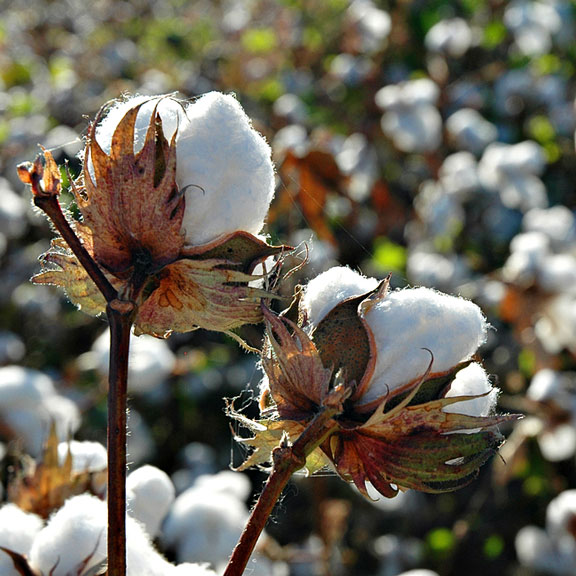 cotton bolls ready for harvesting