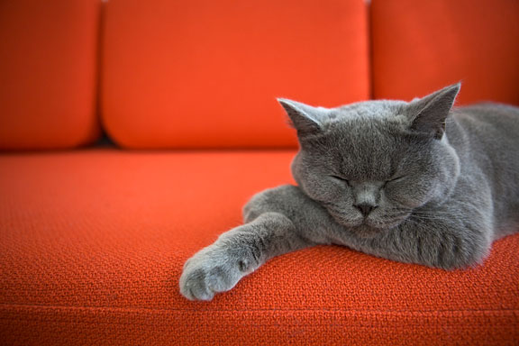 gray cat sleeping on an orange couch