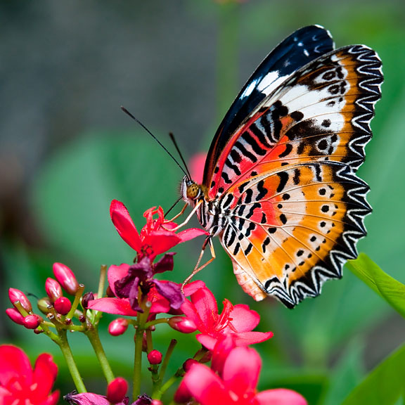 butterfly on a flower