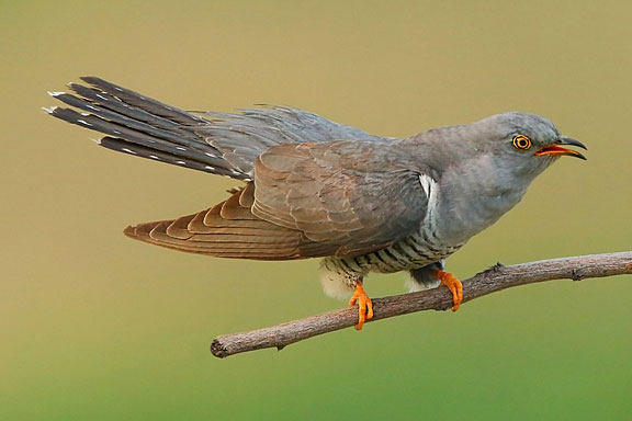 cuculus canoris bird on a twig