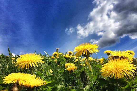 yellow dandelion flowers in springtime