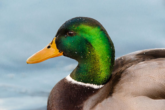 mallard duck on water