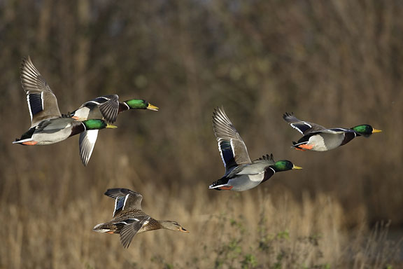 mallard ducks in flight