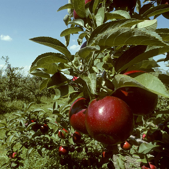 empire apples in an orchard