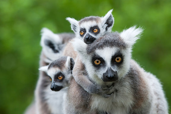 ring-tailed lemur species