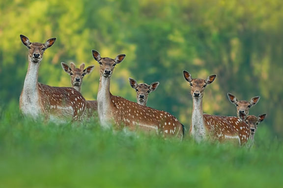 fallow deer family on a blurry forest background