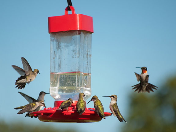 hanging hummingbird feeder