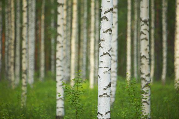 birch forest in Finland