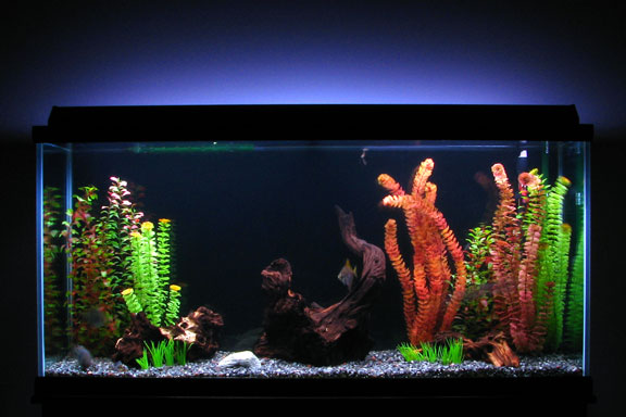 freshwater aquarium