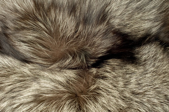 polar fox fur