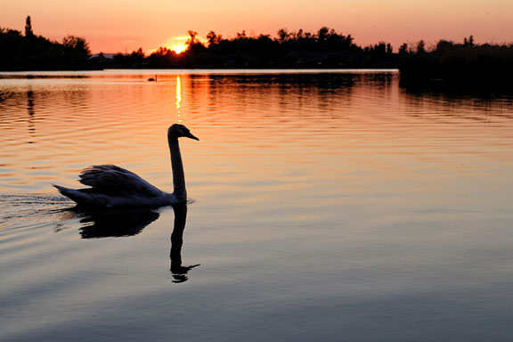 graceful swan on a lake at sunset