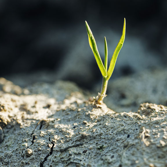 blade of grass in dry soil