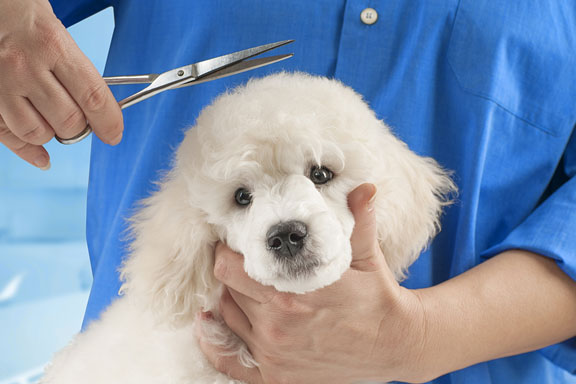 grooming a poodle