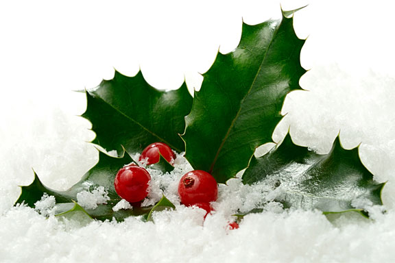 holly berries and leaves on snow