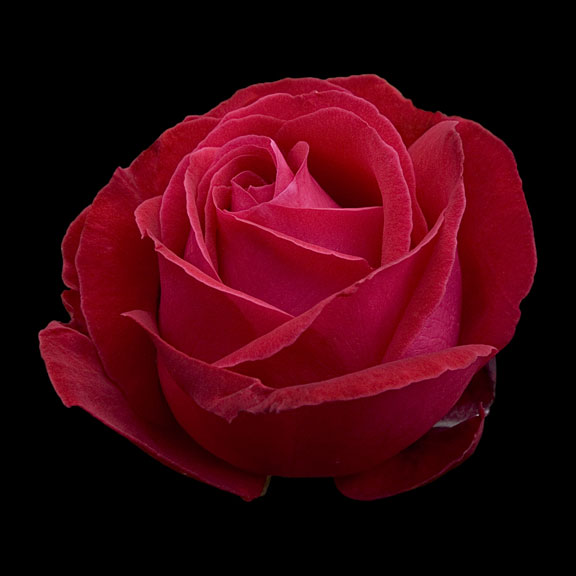 hybrid tea rose