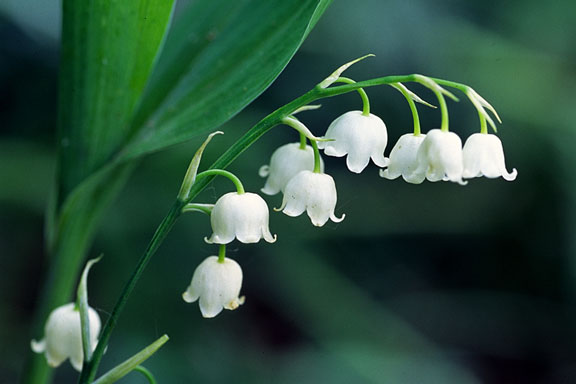 lily of the valley