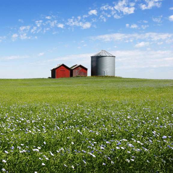 flax field in Manitoba