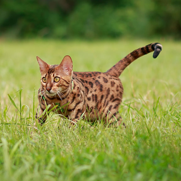 exotic bengal cat hunting outdoors