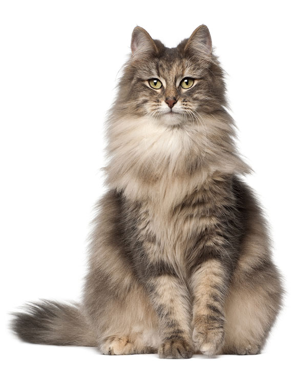 norwegian forest cat